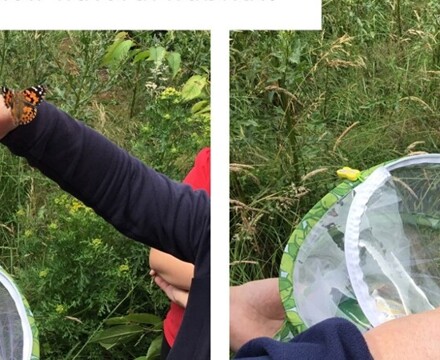 Butterfly Release