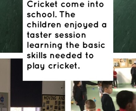 Cricket Taster